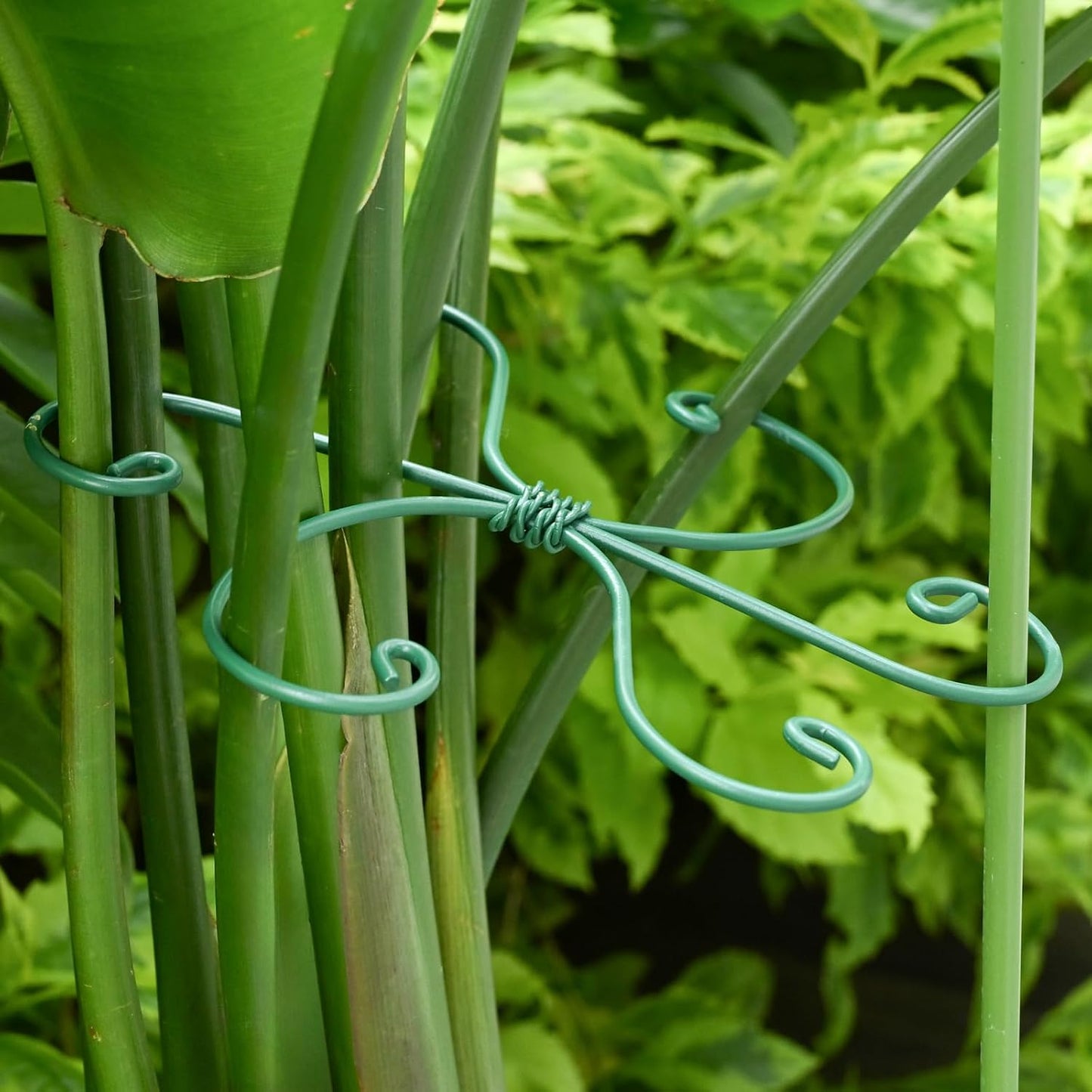 Yohsnor Monstera Plant Stem Support System - 5 Piece Set (5.5x4.7in) | Durable Plant Support Stakes for Climbing Plants & Fishbone Cactus | Ideal Leaf Stabilizer for Indoor Plants & Monstera Care