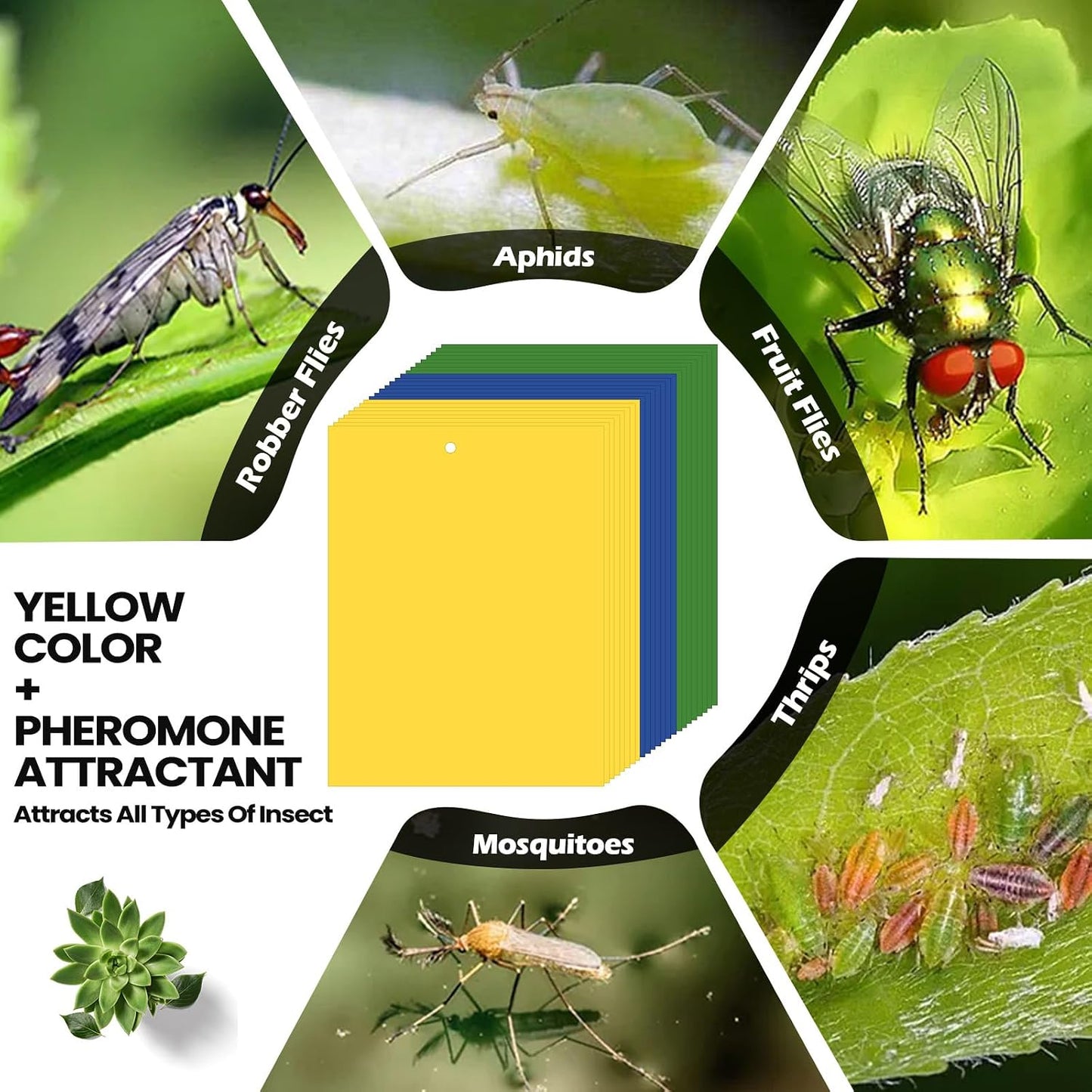Qualirey 150 Pcs 6x8 Inch Yellow Sticky Traps for Gnats, Dual-Sided Sticky Gnat Traps for Indoor Outdoor Plants, Pest Control for Fungus Gnats, Fruit Flies, Whiteflies – Bulk Pack with Twist Ties
