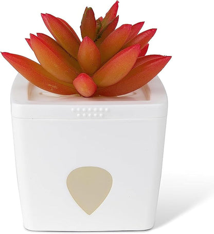 ZendoZones Succulent Fruit Fly Trap – Joyful Janet Design with White Base – Eco-Friendly Indoor Fruit Fly Control – Easy-to-Use Decorative Trap