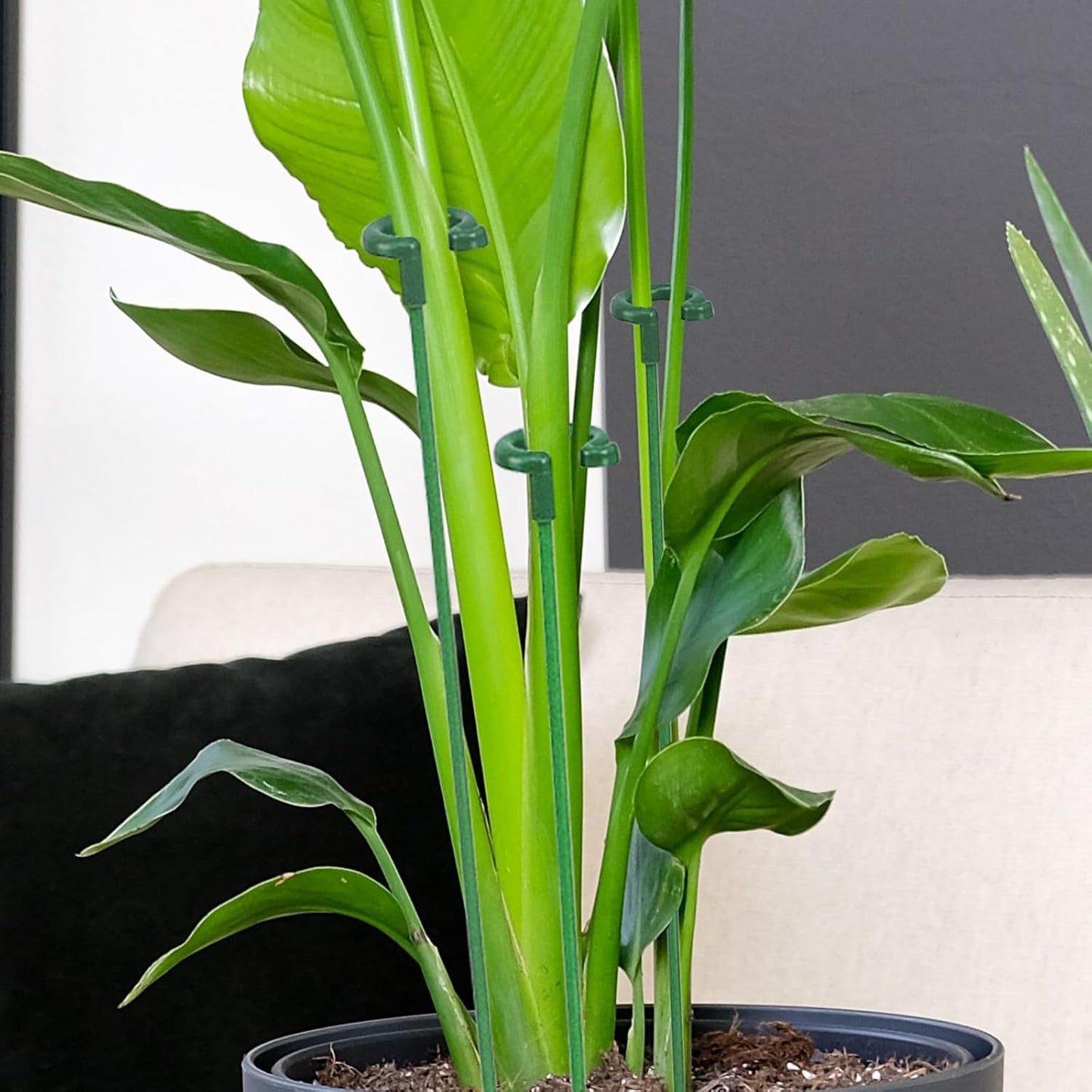 Pack of 30 Small Plant Stakes for Indoor Plants | 3 Size 6.7/10.7/14.6/ Inches Single Stem Plant Support Stakes for Phalaenopsis/Orchid Flower/Roses/Chrysanthemum/Succulent