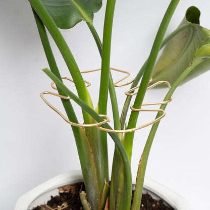 Yohsnor Monstera Plant Stem Support System - 5 Piece Set (5.5x4.7in) | Durable Plant Support Stakes for Climbing Plants & Fishbone Cactus | Ideal Leaf Stabilizer for Indoor Plants & Monstera Care