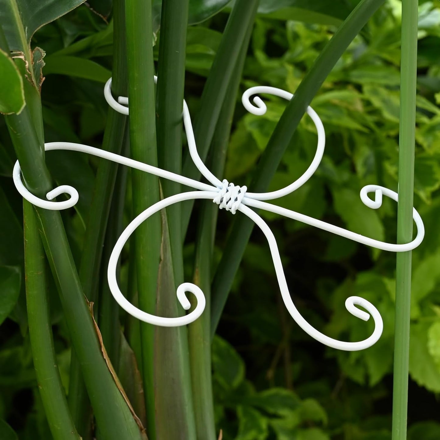 Yohsnor Monstera Plant Stem Support System - 5 Piece Set (5.5x4.7in) | Durable Plant Support Stakes for Climbing Plants & Fishbone Cactus | Ideal Leaf Stabilizer for Indoor Plants & Monstera Care