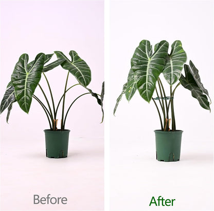 Yohsnor Monstera Plant Stem Support System - 5 Piece Set (5.5x4.7in) | Durable Plant Support Stakes for Climbing Plants & Fishbone Cactus | Ideal Leaf Stabilizer for Indoor Plants & Monstera Care