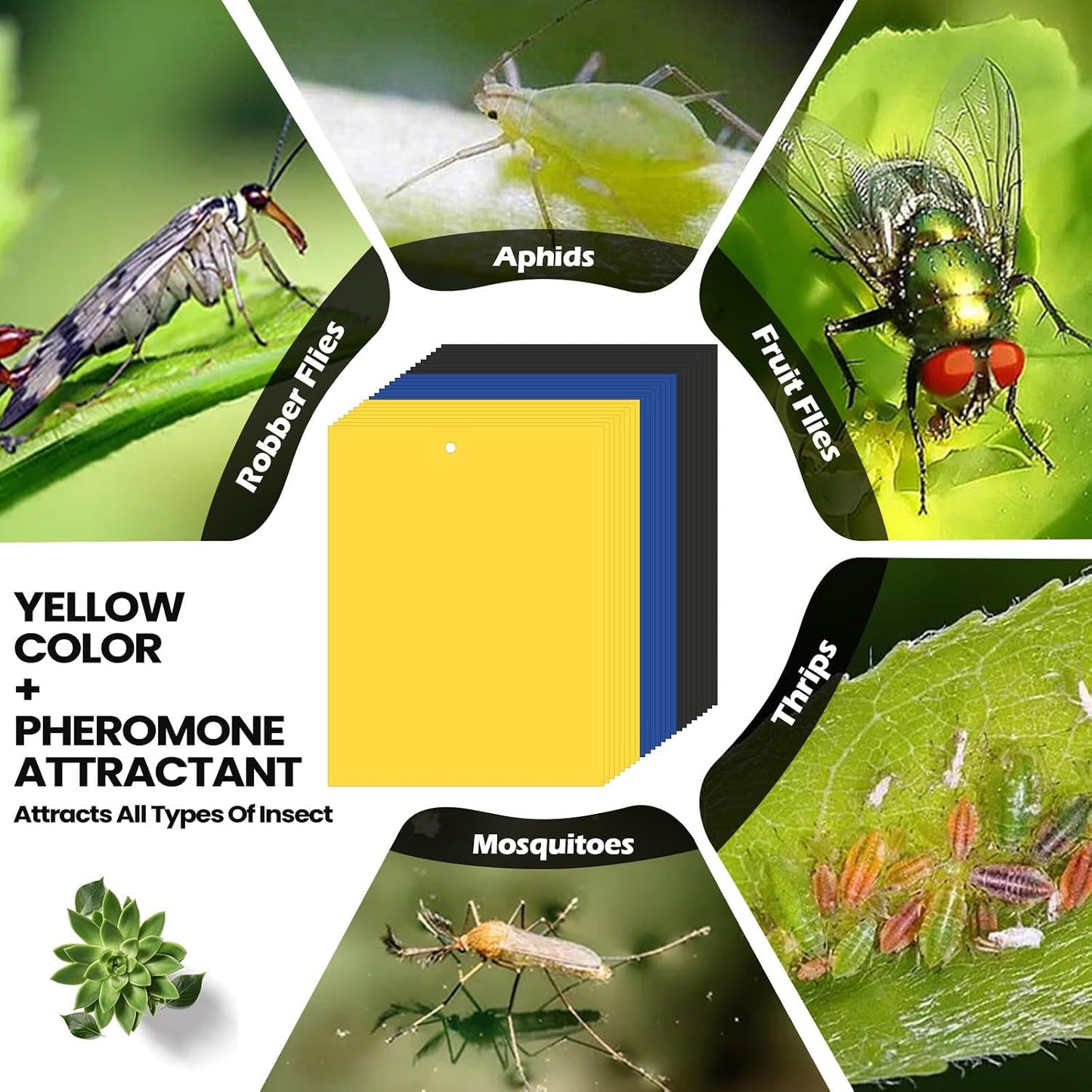 Qualirey 150 Pcs 6x8 Inch Yellow Sticky Traps for Gnats, Dual-Sided Sticky Gnat Traps for Indoor Outdoor Plants, Pest Control for Fungus Gnats, Fruit Flies, Whiteflies – Bulk Pack with Twist Ties