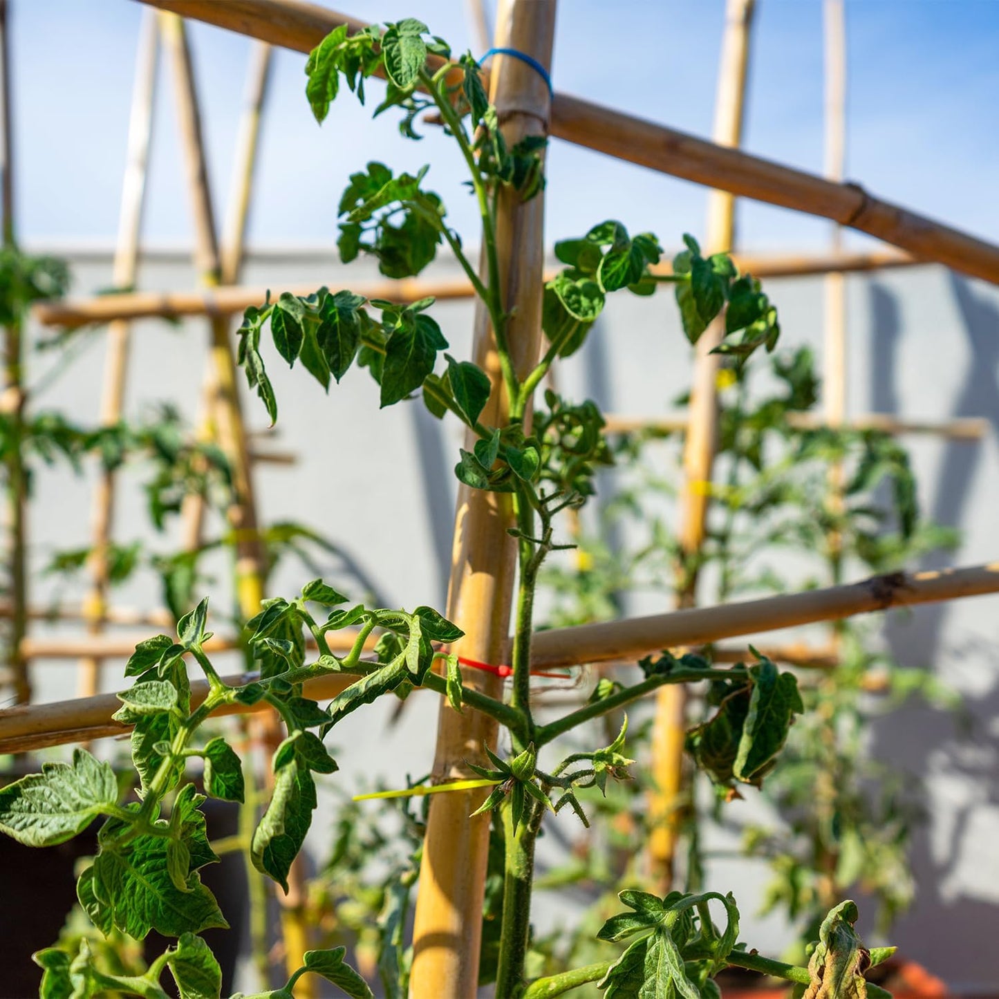 Plant Stakes,20Pcs Bamboo Stakes,18 Inches Natural Bamboo Plant Support Stakes,Bamboo Stakes for Indoor and Outdoor Plants Tomatoes Beans Flowers Potted Plants Climbing Support