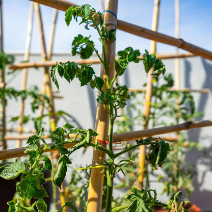 Plant Stakes,20Pcs Bamboo Stakes,18 Inches Natural Bamboo Plant Support Stakes,Bamboo Stakes for Indoor and Outdoor Plants Tomatoes Beans Flowers Potted Plants Climbing Support