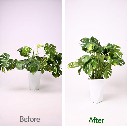 Yohsnor Monstera Plant Stem Support System - 5 Piece Set (5.5x4.7in) | Durable Plant Support Stakes for Climbing Plants & Fishbone Cactus | Ideal Leaf Stabilizer for Indoor Plants & Monstera Care