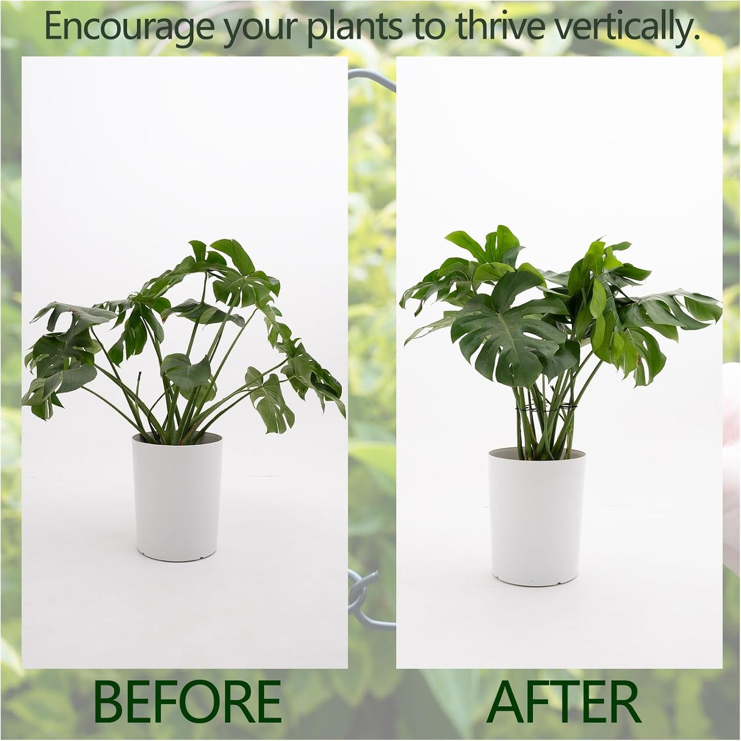 Yohsnor Monstera Plant Stem Support System - 5 Piece Set (5.5x4.7in) | Durable Plant Support Stakes for Climbing Plants & Fishbone Cactus | Ideal Leaf Stabilizer for Indoor Plants & Monstera Care