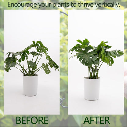 Yohsnor Monstera Plant Stem Support System - 5 Piece Set (5.5x4.7in) | Durable Plant Support Stakes for Climbing Plants & Fishbone Cactus | Ideal Leaf Stabilizer for Indoor Plants & Monstera Care
