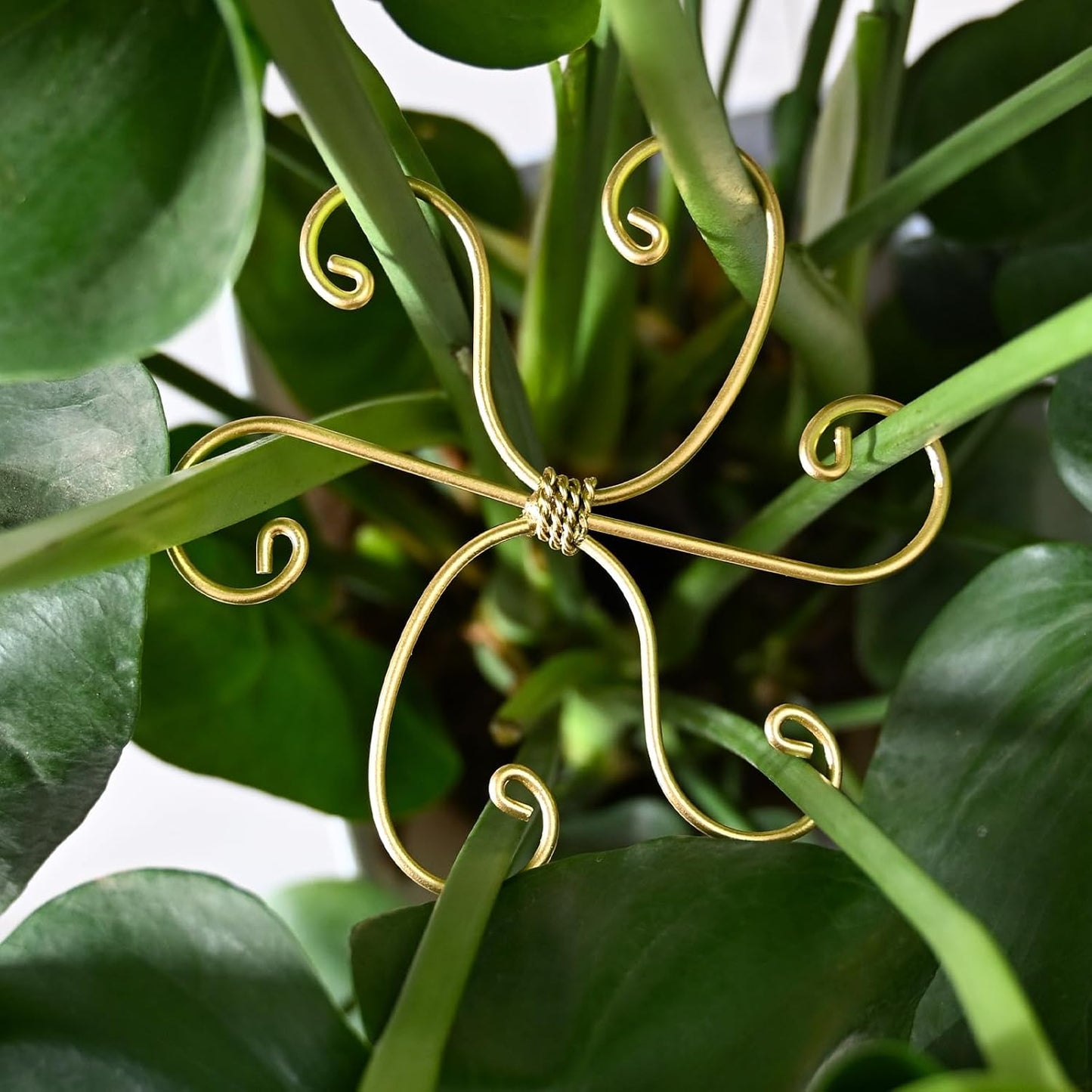 5PCS Monstera Plant Stem Support Stakes - 5.5 * 5.5IN Metal Supports for Monstera and Fishbone Cactus, Sturdy Frame, Easy Installation, Flexible Protection for Healthy Growth Indoors