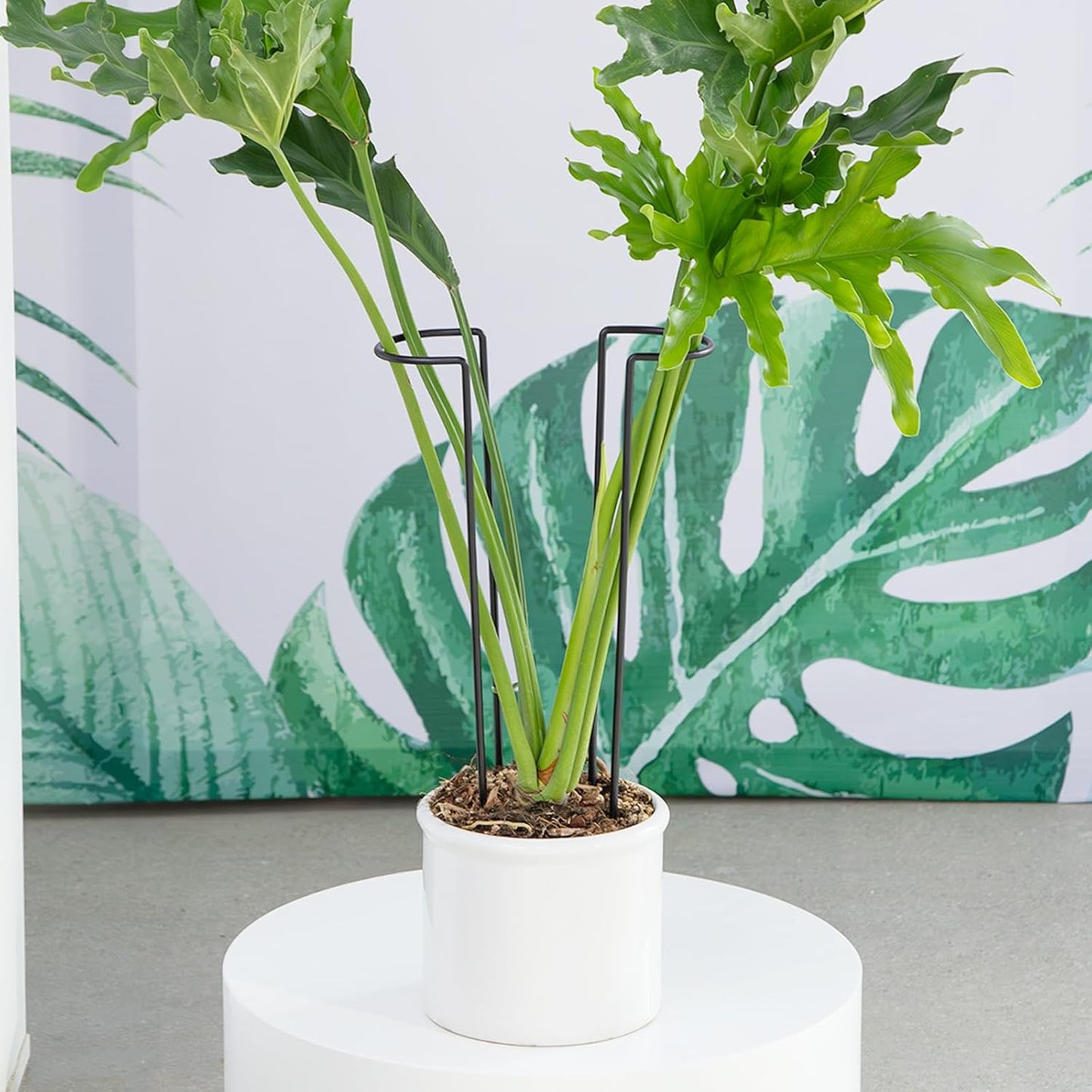 10 Pack Indoor Plant Support for Monstera Trellis Stakes and Stem Holder - Perfect for Small Indoor Plants, Desktop Gardens & Flower Shelf Use, Easy to Set Up and Efficient Support