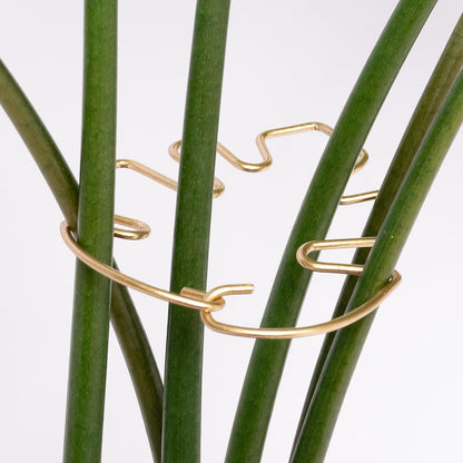 5PCS Monstera Plant Stem Support Stakes - 5.5 * 5.5IN Metal Supports for Monstera and Fishbone Cactus, Sturdy Frame, Easy Installation, Flexible Protection for Healthy Growth Indoors