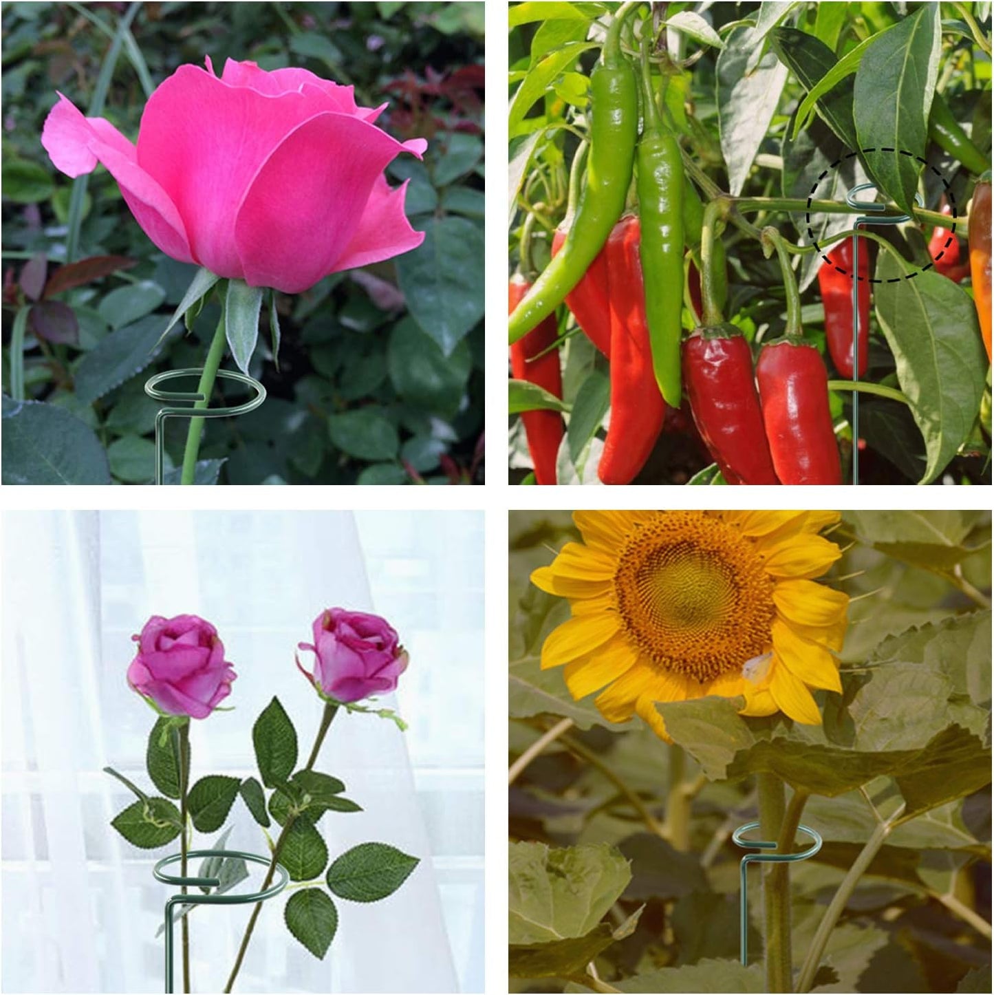 HiGift 17 inch Plant Support Stakes, 4mm Thick Garden Single Stem Flower Support Stake Amaryllis Plant Cage Support Rings with 10 pcs Plant Clips for Tomato Orchid Lily Peony Rose Flower Stem-5 Pack