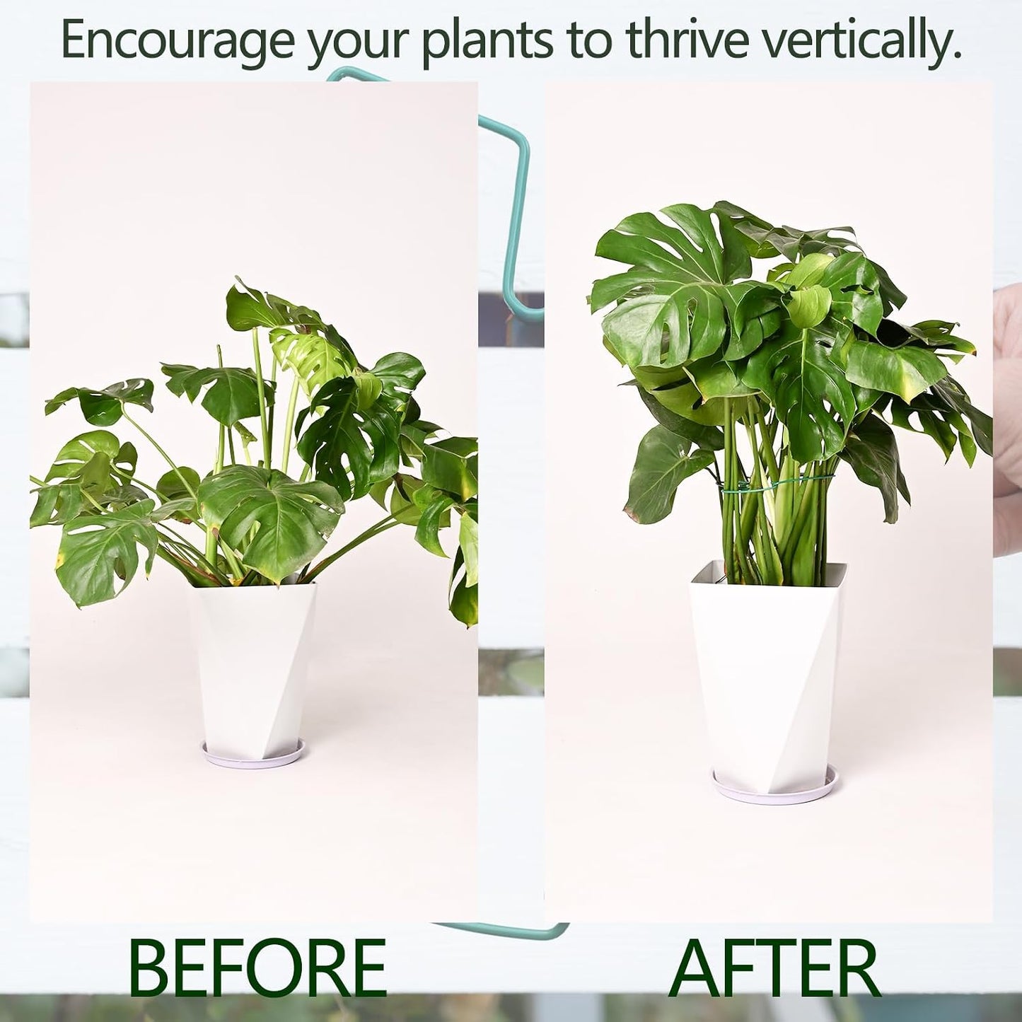 Yohsnor Monstera Plant Stem Support System - 5 Piece Set (5.5x4.7in) | Durable Plant Support Stakes for Climbing Plants & Fishbone Cactus | Ideal Leaf Stabilizer for Indoor Plants & Monstera Care
