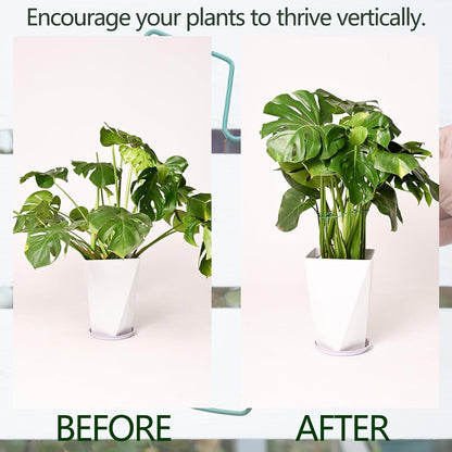 Yohsnor Monstera Plant Stem Support System - 5 Piece Set (5.5x4.7in) | Durable Plant Support Stakes for Climbing Plants & Fishbone Cactus | Ideal Leaf Stabilizer for Indoor Plants & Monstera Care