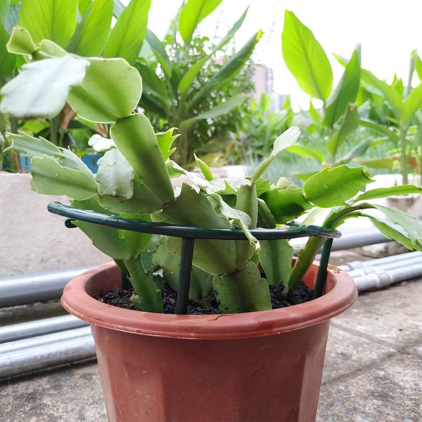 Belit 8 Pack Small Plant Support Plant Stakes, Garden Flowers Green Plant Support Ring, Planter Support Ring for Schlumbergera, Clivia, Vegetables, 5.5" Wide x 9.8" High