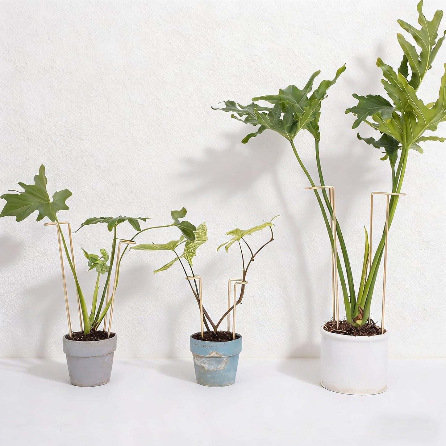10 Pack Indoor Plant Support for Monstera Trellis Stakes and Stem Holder - Perfect for Small Indoor Plants, Desktop Gardens & Flower Shelf Use, Easy to Set Up and Efficient Support