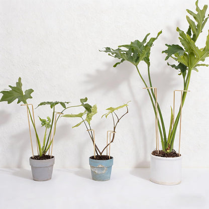 10 Pack Indoor Plant Support for Monstera Trellis Stakes and Stem Holder - Perfect for Small Indoor Plants, Desktop Gardens & Flower Shelf Use, Easy to Set Up and Efficient Support