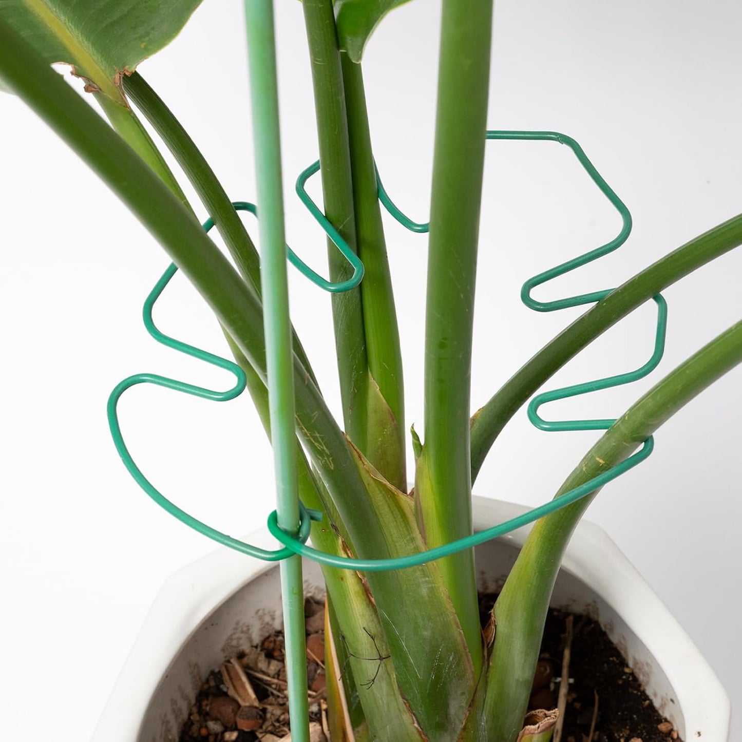 Yohsnor Monstera Plant Stem Support System - 5 Piece Set (5.5x4.7in) | Durable Plant Support Stakes for Climbing Plants & Fishbone Cactus | Ideal Leaf Stabilizer for Indoor Plants & Monstera Care