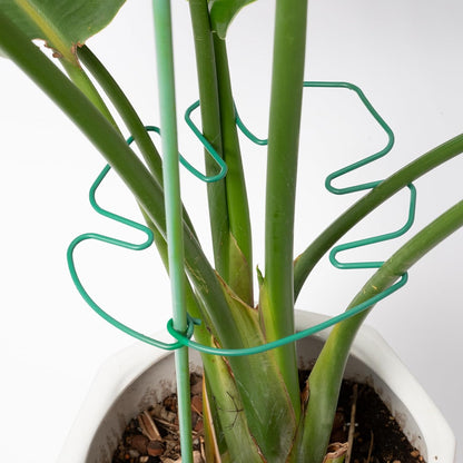 Yohsnor Monstera Plant Stem Support System - 5 Piece Set (5.5x4.7in) | Durable Plant Support Stakes for Climbing Plants & Fishbone Cactus | Ideal Leaf Stabilizer for Indoor Plants & Monstera Care