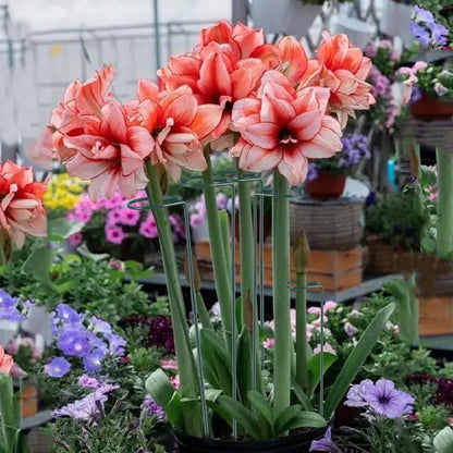 Plant Stake Support - 6 Pack, Garden Single Stem Support Stake Plant Cage Support Rings, Single Stem Plant Support Stakes, Plant Twist Ties, for Flowers Amaryllis Tomatoes Peony Lily Rose (15.9 inch)