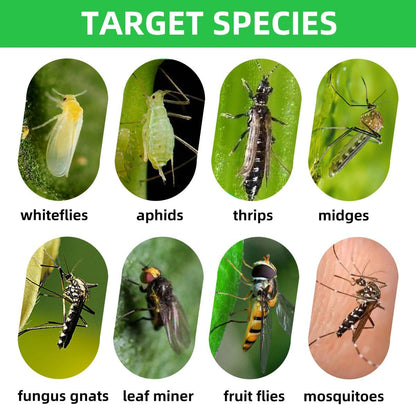 36 Pcs Sticky Traps for Fungus Gnat, Fruit Fly, Whitefly, Yellow | Indoor/Outdoor Use, For Plants & Kitchen, High-End Glue, Insect Catcher