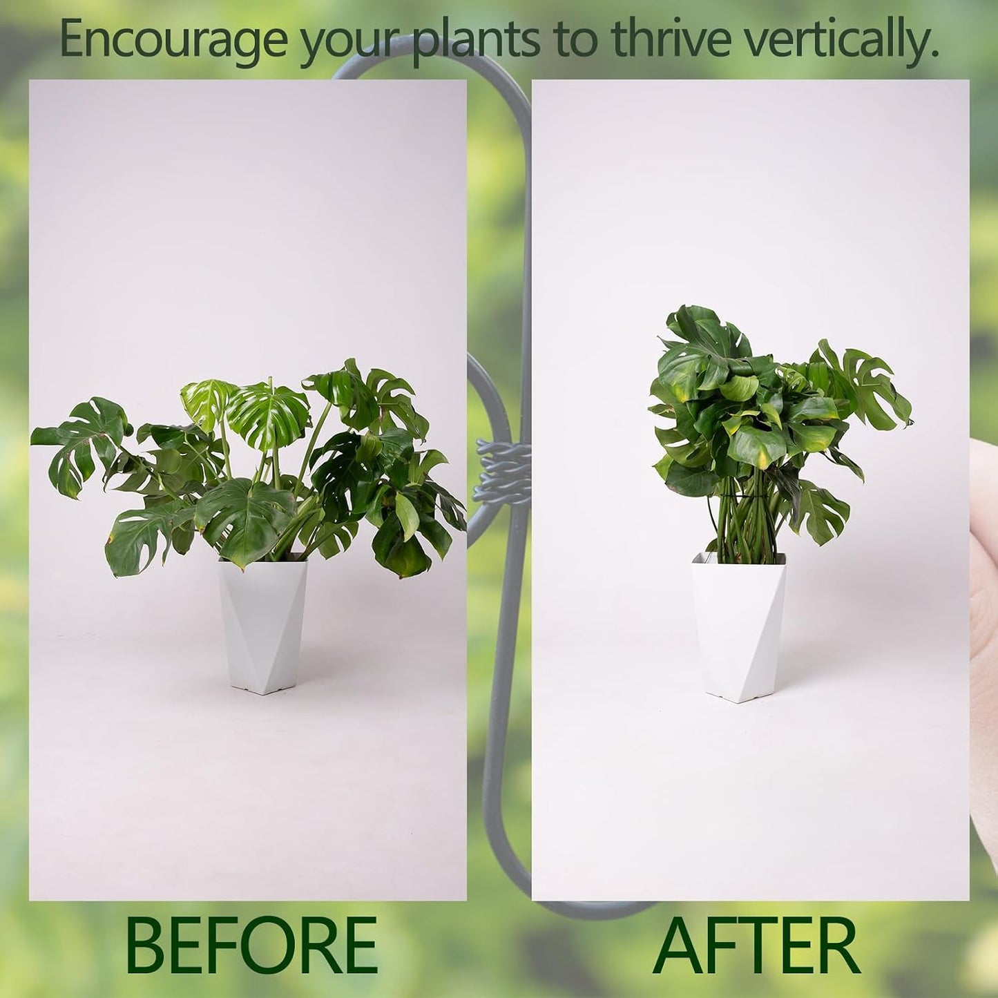 Yohsnor Monstera Plant Stem Support System - 5 Piece Set (5.5x4.7in) | Durable Plant Support Stakes for Climbing Plants & Fishbone Cactus | Ideal Leaf Stabilizer for Indoor Plants & Monstera Care