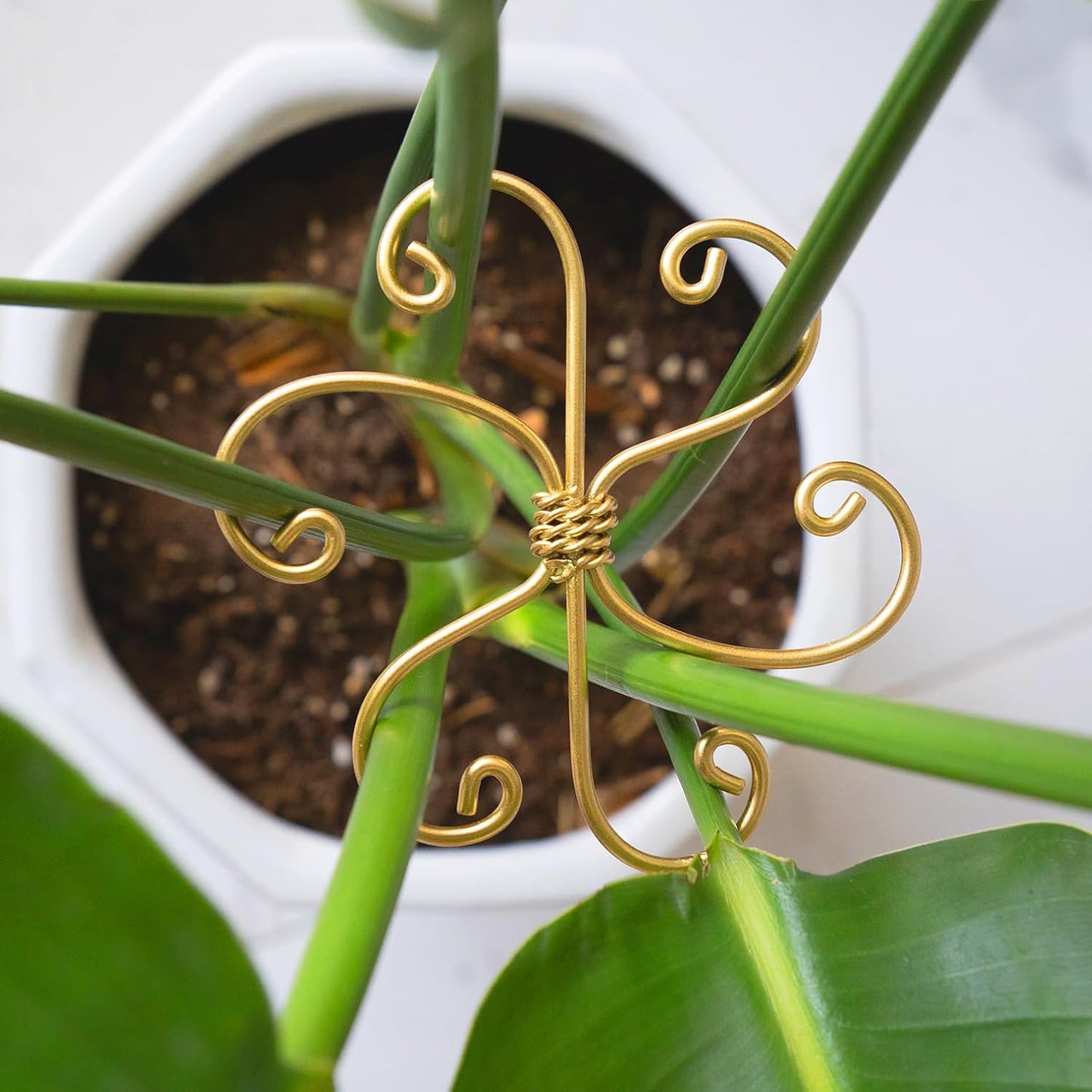 Yohsnor Monstera Plant Stem Support System - 5 Piece Set (5.5x4.7in) | Durable Plant Support Stakes for Climbing Plants & Fishbone Cactus | Ideal Leaf Stabilizer for Indoor Plants & Monstera Care