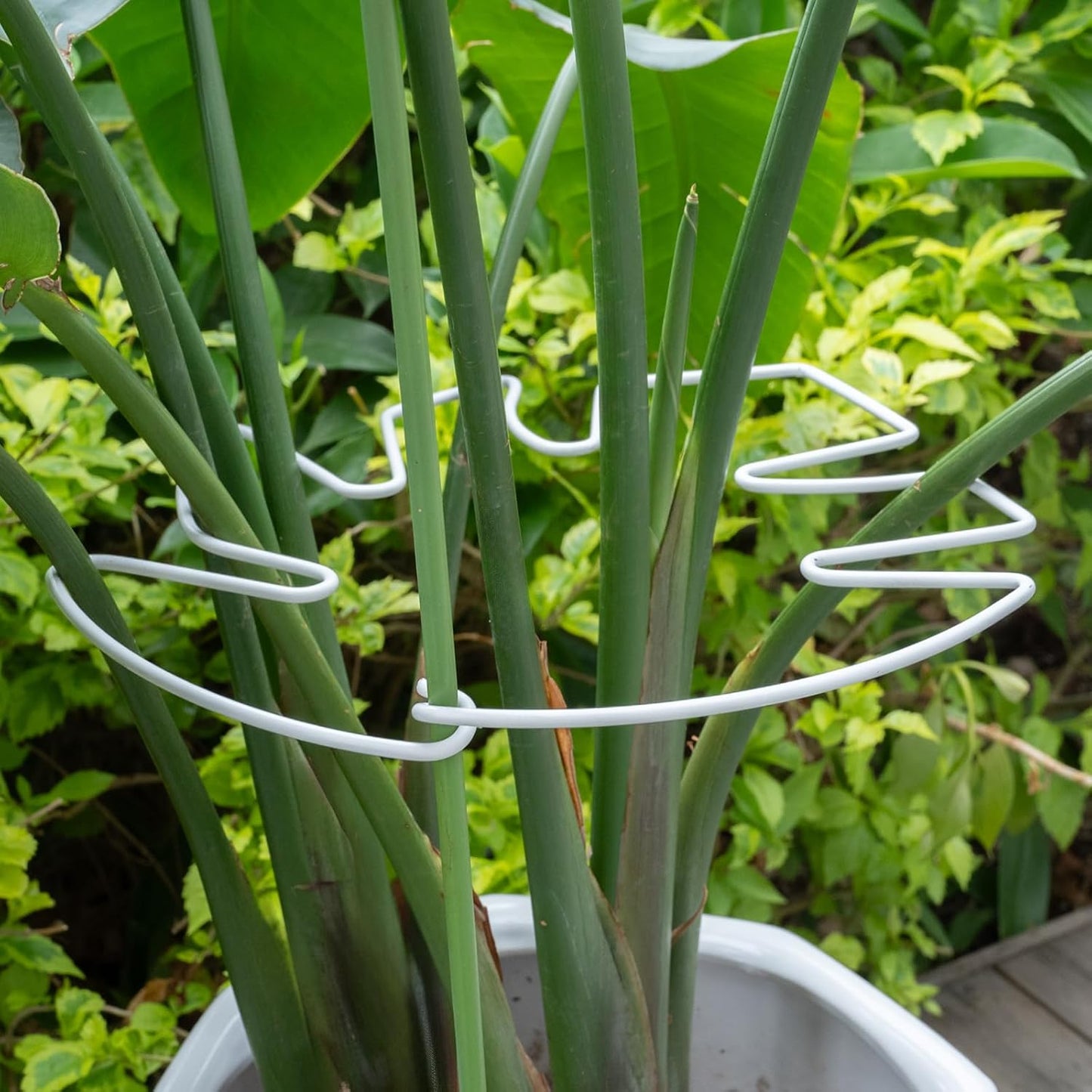 Yohsnor Monstera Plant Stem Support System - 5 Piece Set (5.5x4.7in) | Durable Plant Support Stakes for Climbing Plants & Fishbone Cactus | Ideal Leaf Stabilizer for Indoor Plants & Monstera Care