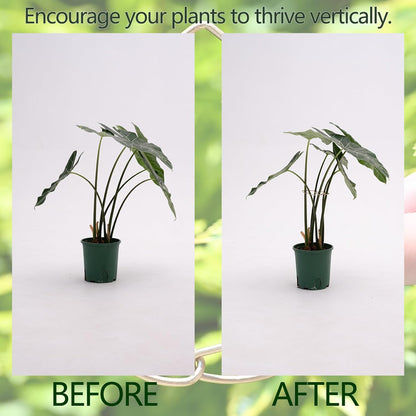 Yohsnor Monstera Plant Stem Support System - 5 Piece Set (5.5x4.7in) | Durable Plant Support Stakes for Climbing Plants & Fishbone Cactus | Ideal Leaf Stabilizer for Indoor Plants & Monstera Care