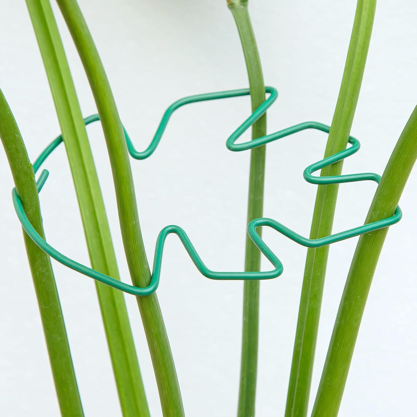 Yohsnor Monstera Plant Stem Support System - 5 Piece Set (5.5x4.7in) | Durable Plant Support Stakes for Climbing Plants & Fishbone Cactus | Ideal Leaf Stabilizer for Indoor Plants & Monstera Care