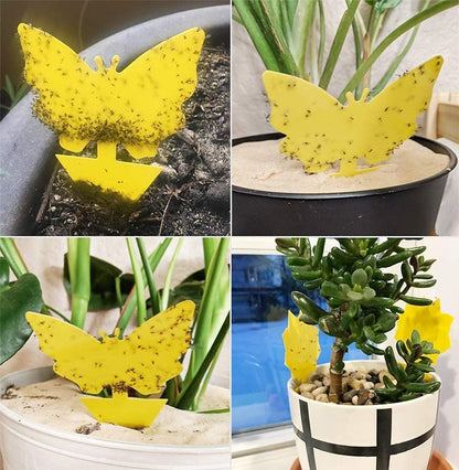 36 Pack Fruit Fly Traps for Indoors, Gnat Traps for House Indoor, Sticky Traps Fungus Gnats Killer for Mosquito and Flying Insects, Bug Pest Insect Catcher Killer for Houseplant