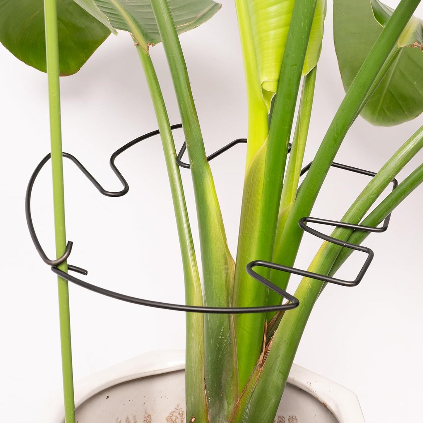Yohsnor Monstera Plant Stem Support System - 5 Piece Set (5.5x4.7in) | Durable Plant Support Stakes for Climbing Plants & Fishbone Cactus | Ideal Leaf Stabilizer for Indoor Plants & Monstera Care
