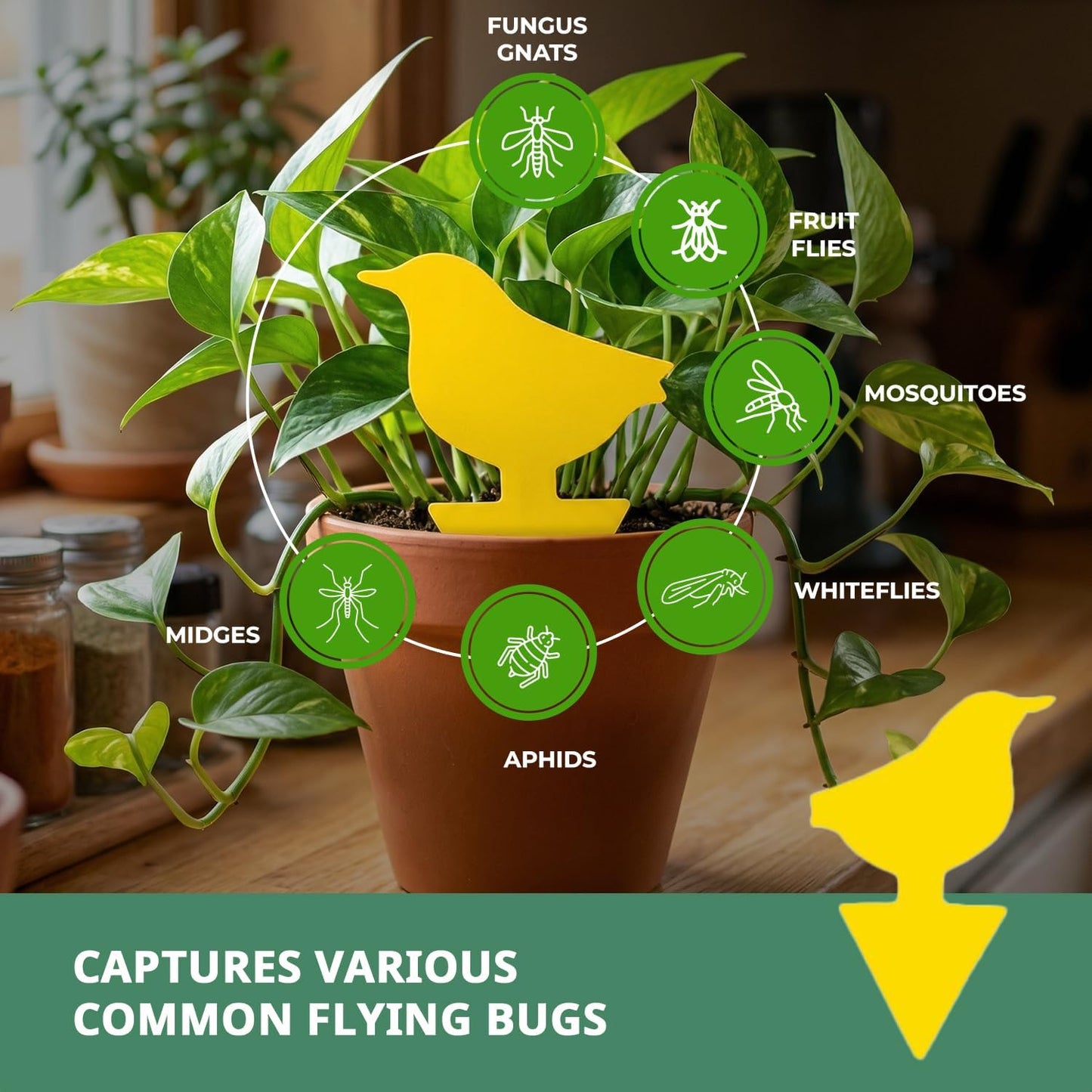 Kate's Home & Garden 36 Count Fruit Fly Traps for Indoors and House. Yellow Sticky Trap for Gnats, Mosquitos, Plants, Ants
