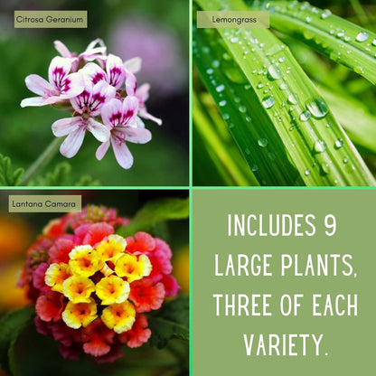 Clovers Garden Mosquito Trio Nine (9) Mosquito Repellent Live Plants | Non-GMO, Each 4" to 8" Tall in 4" Pots, INCLUDES Citronella Geranium, Lemongrass, Lantana (3 of Each Plant Type)