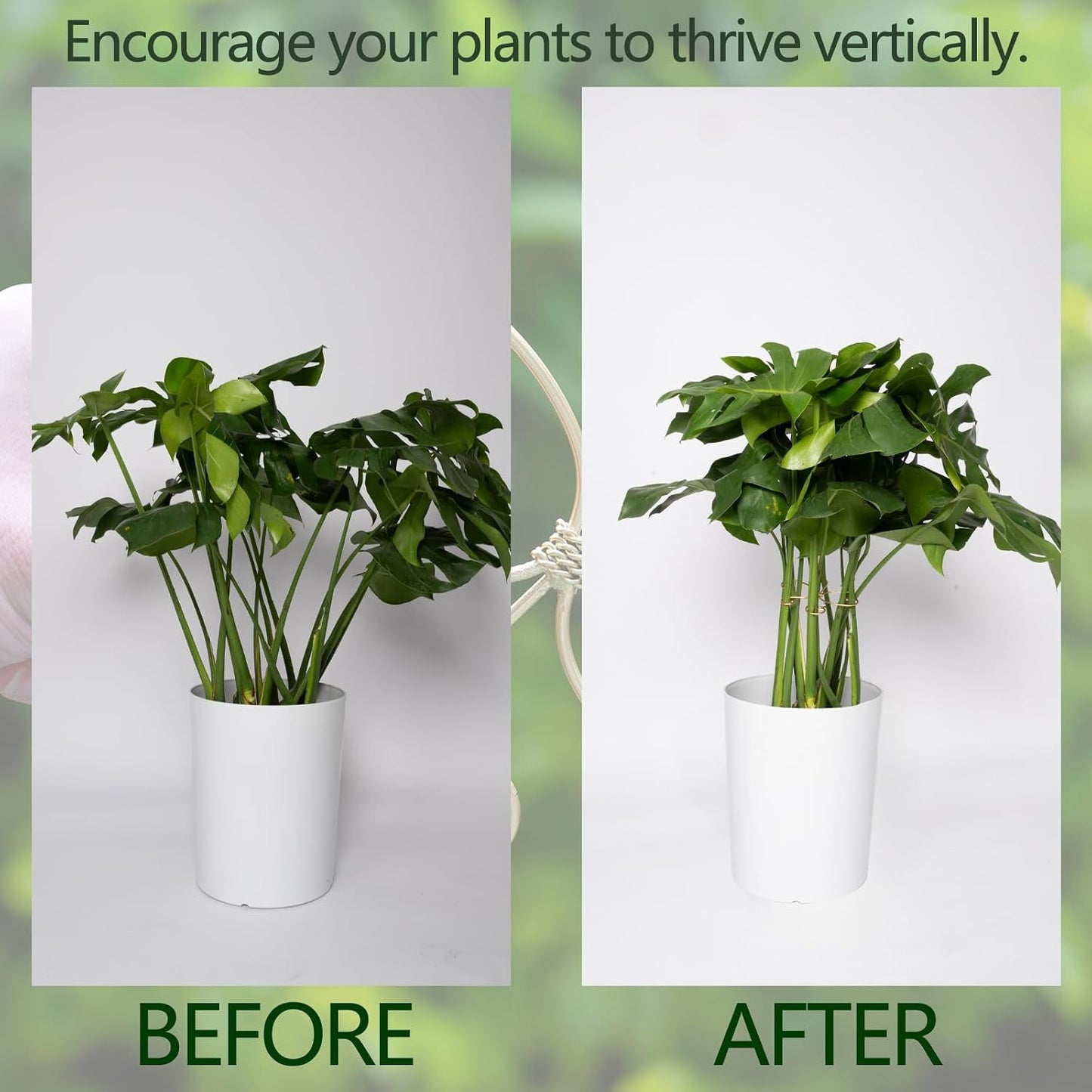 Yohsnor Monstera Plant Stem Support System - 5 Piece Set (5.5x4.7in) | Durable Plant Support Stakes for Climbing Plants & Fishbone Cactus | Ideal Leaf Stabilizer for Indoor Plants & Monstera Care