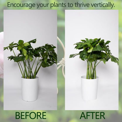 Yohsnor Monstera Plant Stem Support System - 5 Piece Set (5.5x4.7in) | Durable Plant Support Stakes for Climbing Plants & Fishbone Cactus | Ideal Leaf Stabilizer for Indoor Plants & Monstera Care