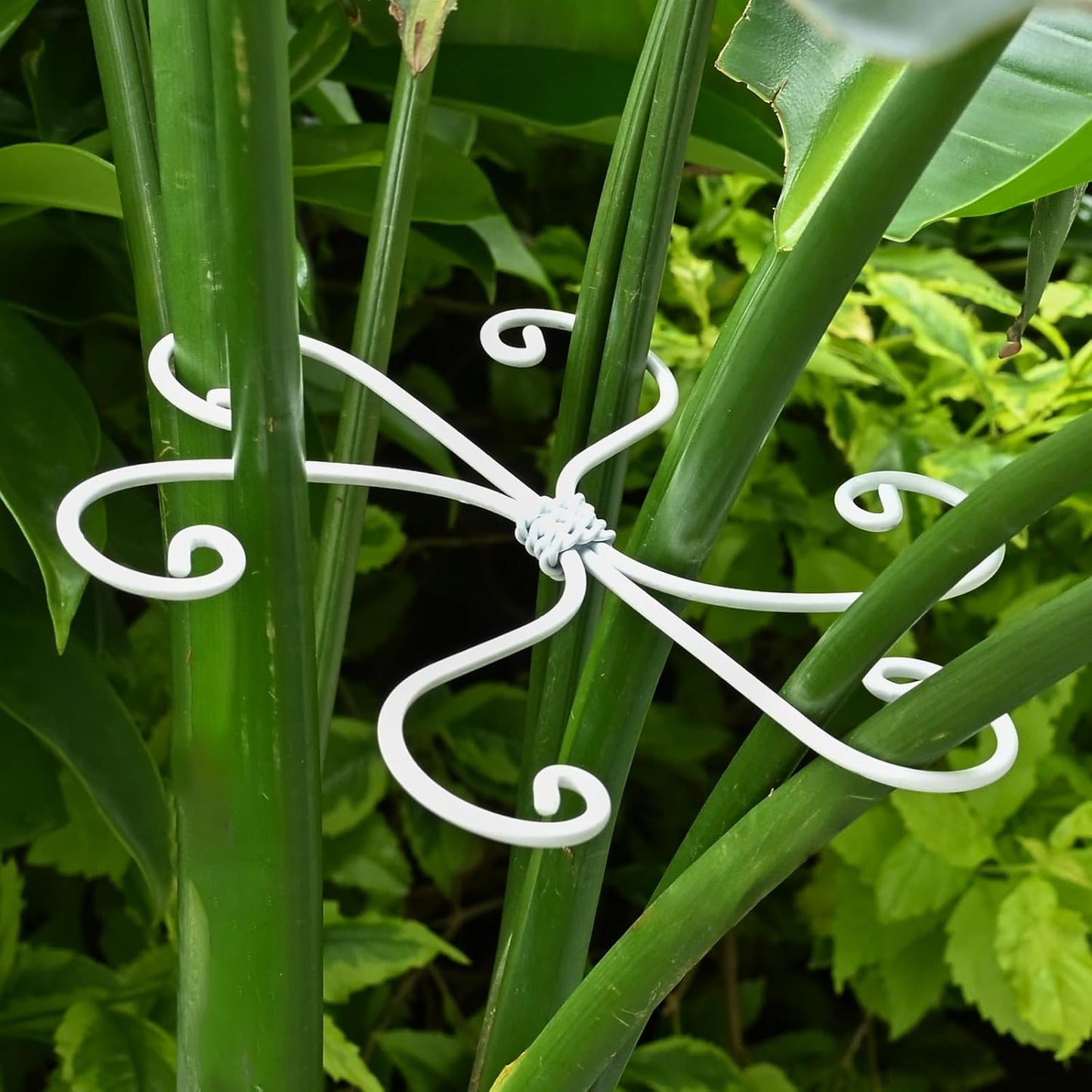 Yohsnor Monstera Plant Stem Support System - 5 Piece Set (5.5x4.7in) | Durable Plant Support Stakes for Climbing Plants & Fishbone Cactus | Ideal Leaf Stabilizer for Indoor Plants & Monstera Care