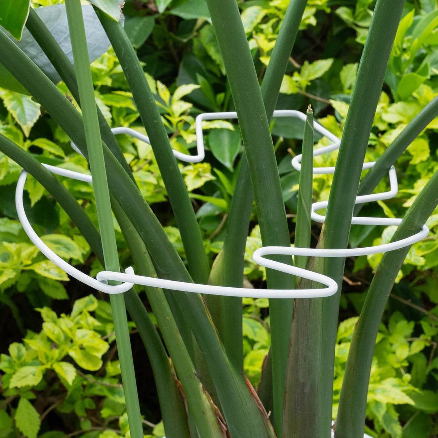 Yohsnor Monstera Plant Stem Support System - 5 Piece Set (5.5x4.7in) | Durable Plant Support Stakes for Climbing Plants & Fishbone Cactus | Ideal Leaf Stabilizer for Indoor Plants & Monstera Care