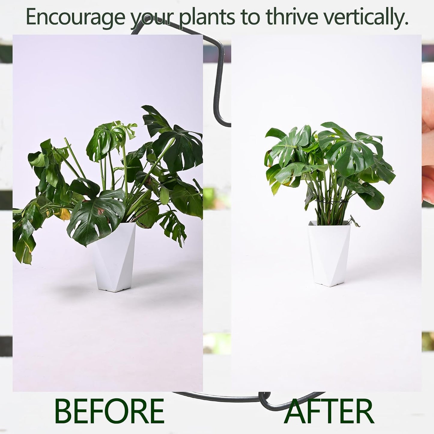 Yohsnor Monstera Plant Stem Support System - 5 Piece Set (5.5x4.7in) | Durable Plant Support Stakes for Climbing Plants & Fishbone Cactus | Ideal Leaf Stabilizer for Indoor Plants & Monstera Care