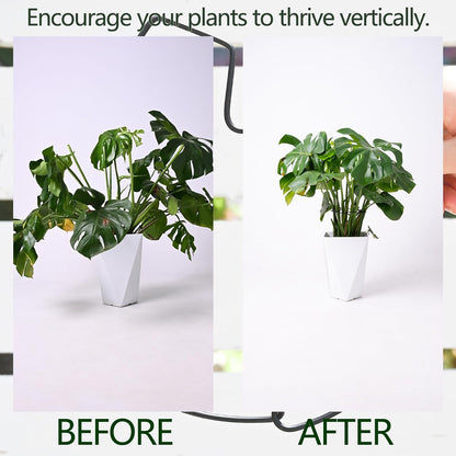 Yohsnor Monstera Plant Stem Support System - 5 Piece Set (5.5x4.7in) | Durable Plant Support Stakes for Climbing Plants & Fishbone Cactus | Ideal Leaf Stabilizer for Indoor Plants & Monstera Care