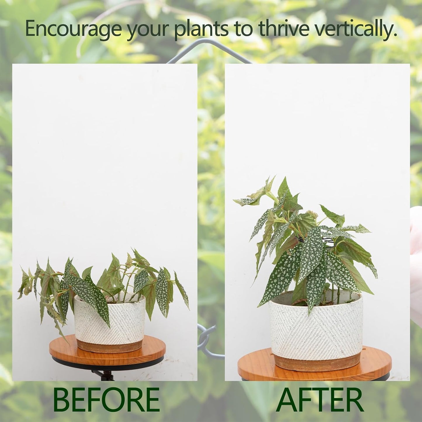 Yohsnor Monstera Plant Stem Support System - 5 Piece Set (5.5x4.7in) | Durable Plant Support Stakes for Climbing Plants & Fishbone Cactus | Ideal Leaf Stabilizer for Indoor Plants & Monstera Care