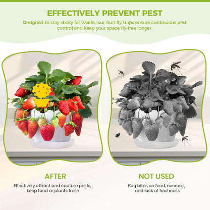 Fruit Fly Traps for Indoors Gnat Killer for House Outdoor Sticky Traps | Eco-Friendly Material, No Chemical Additives, Waterproof, UV Resistant, Protects Plants, Perfect for Plant Lovers 36pcs