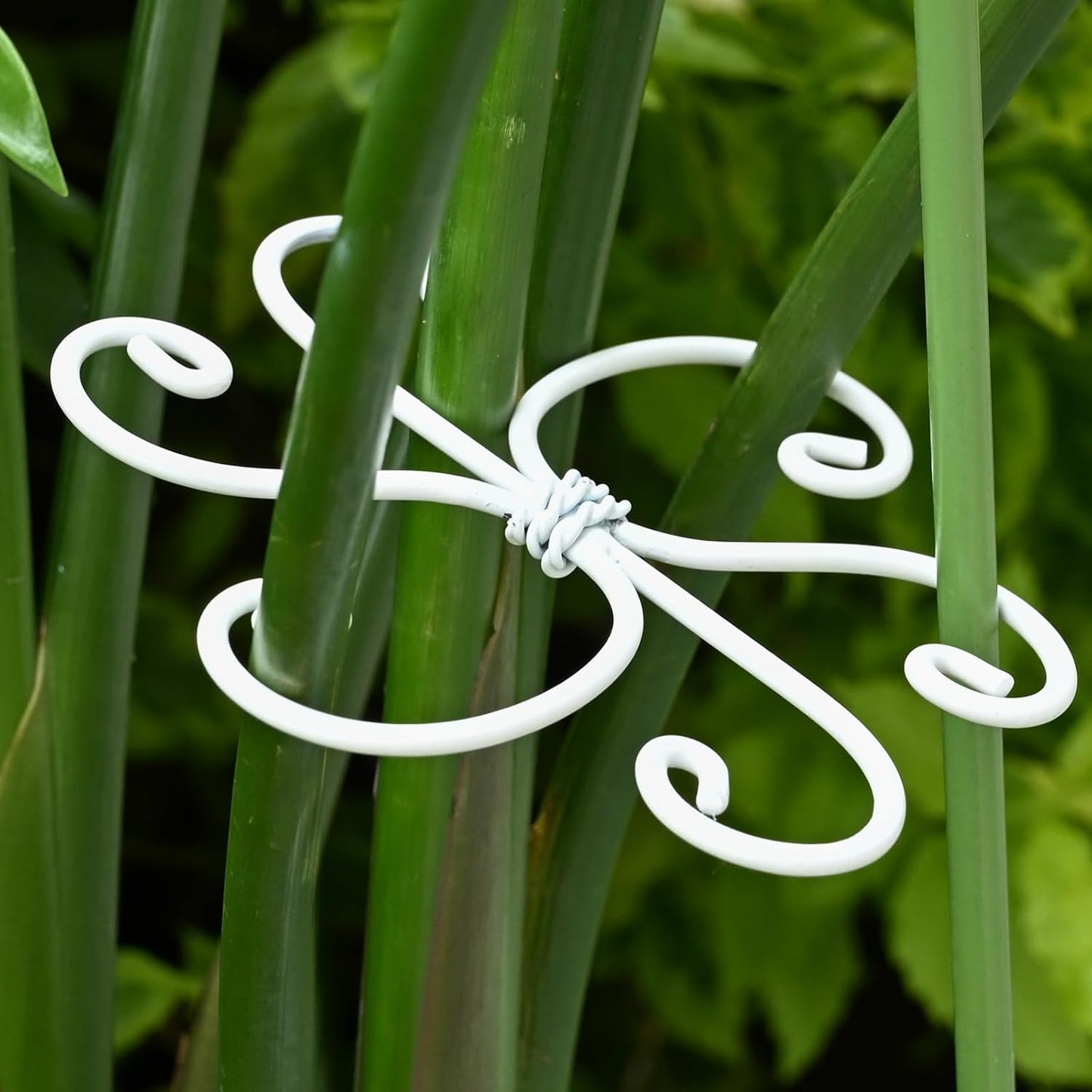 Yohsnor Monstera Plant Stem Support System - 5 Piece Set (5.5x4.7in) | Durable Plant Support Stakes for Climbing Plants & Fishbone Cactus | Ideal Leaf Stabilizer for Indoor Plants & Monstera Care
