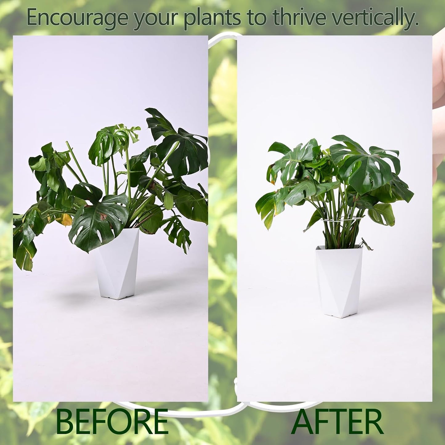 Yohsnor Monstera Plant Stem Support System - 5 Piece Set (5.5x4.7in) | Durable Plant Support Stakes for Climbing Plants & Fishbone Cactus | Ideal Leaf Stabilizer for Indoor Plants & Monstera Care