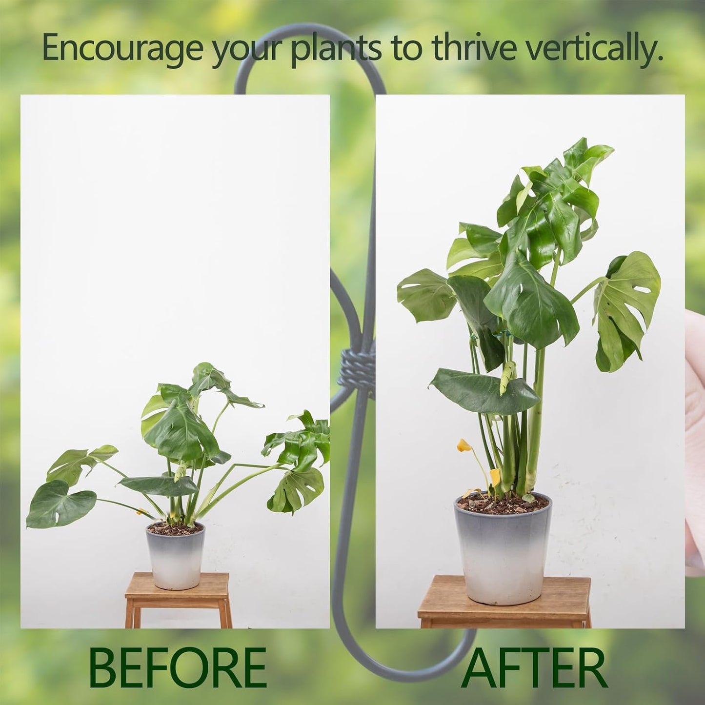 Yohsnor Monstera Plant Stem Support System - 5 Piece Set (5.5x4.7in) | Durable Plant Support Stakes for Climbing Plants & Fishbone Cactus | Ideal Leaf Stabilizer for Indoor Plants & Monstera Care