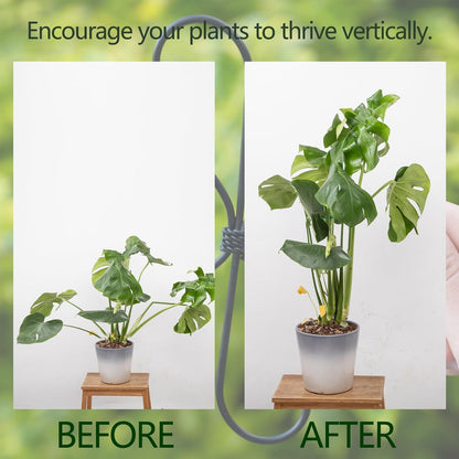 Yohsnor Monstera Plant Stem Support System - 5 Piece Set (5.5x4.7in) | Durable Plant Support Stakes for Climbing Plants & Fishbone Cactus | Ideal Leaf Stabilizer for Indoor Plants & Monstera Care