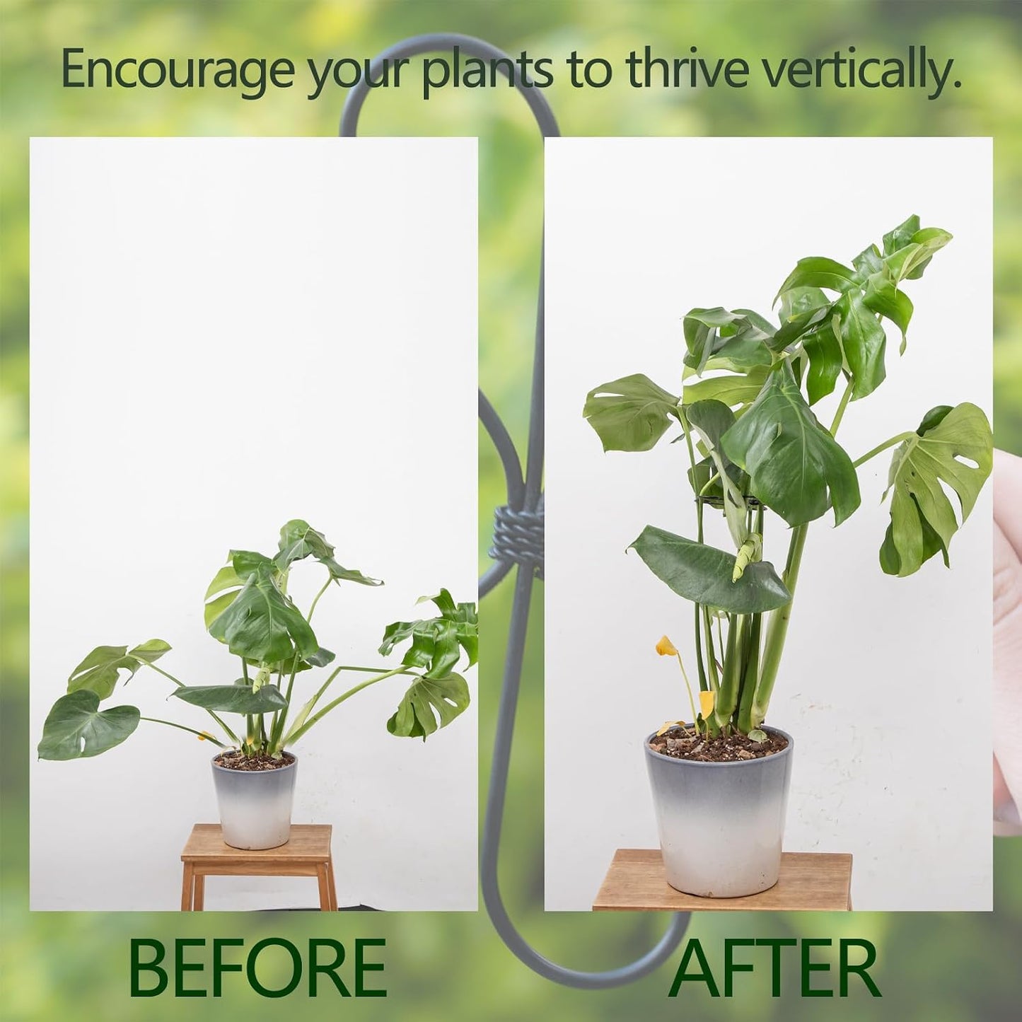 Yohsnor Monstera Plant Stem Support System - 5 Piece Set (5.5x4.7in) | Durable Plant Support Stakes for Climbing Plants & Fishbone Cactus | Ideal Leaf Stabilizer for Indoor Plants & Monstera Care