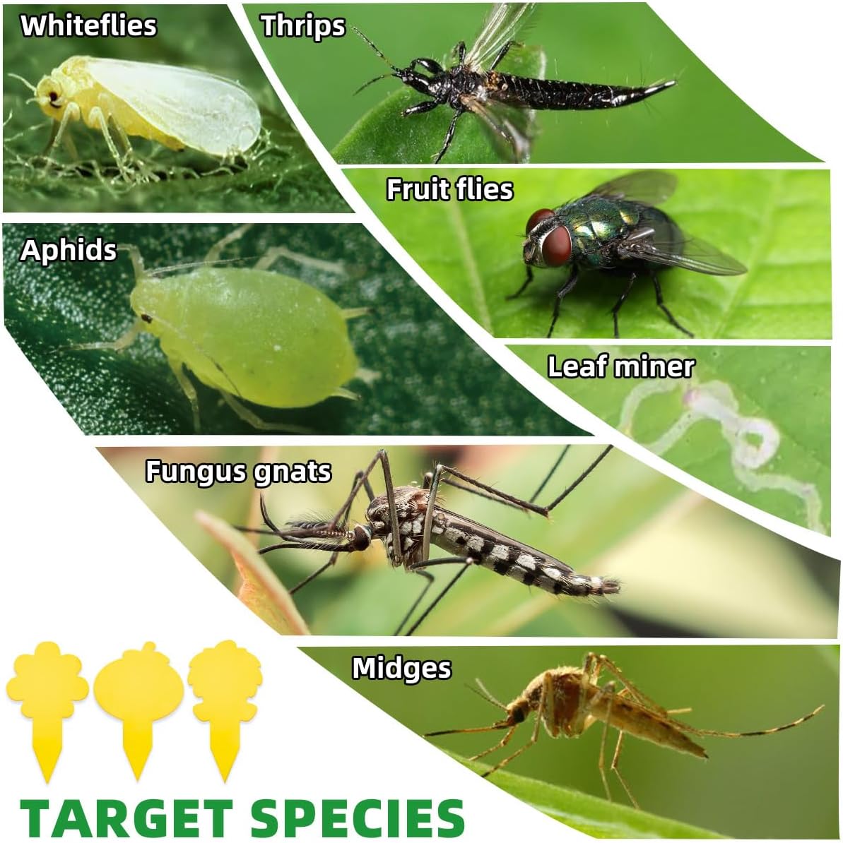Sticky Yellow Fungus Gnat Traps, Easier to Use, No Touching Glue Or Bugs, Targets Species for Gnat, Fruit Fly & Pests, Thoughtfully Designed, High Capture Rate, Kid & Pet Safe, 36 Traps