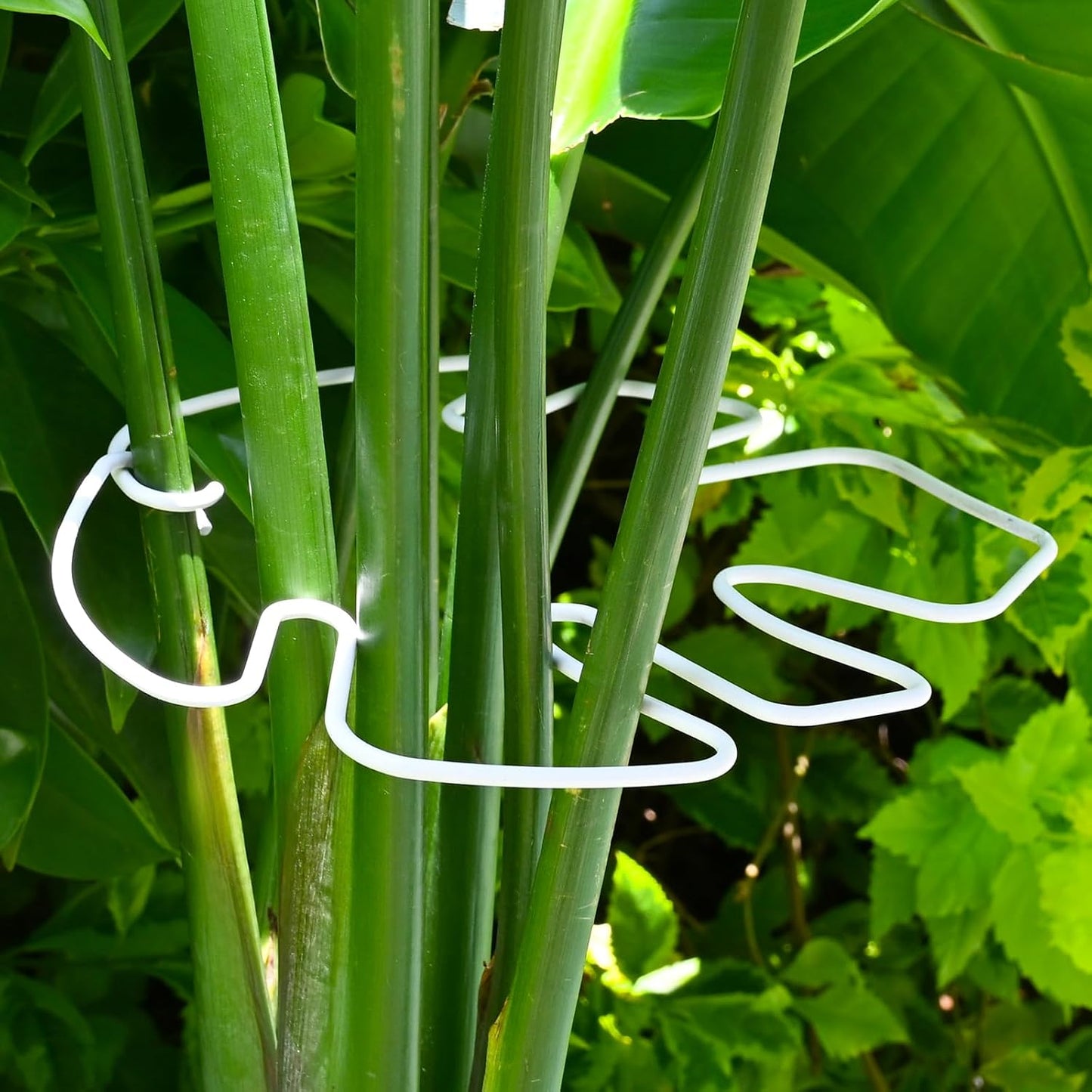 Yohsnor Monstera Plant Stem Support System - 5 Piece Set (5.5x4.7in) | Durable Plant Support Stakes for Climbing Plants & Fishbone Cactus | Ideal Leaf Stabilizer for Indoor Plants & Monstera Care